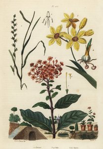 Mehrjähriges Weidelgras, Lolium perenne 1,2, gefleckte Afrikanische Kornlilie, Ixia maculata var von Unbekannt