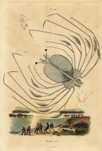 Phyllosoma-Larvenstadium eines Langusten von Unbekannt