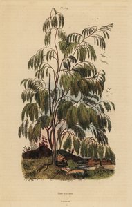 Plocama pendula Strauch