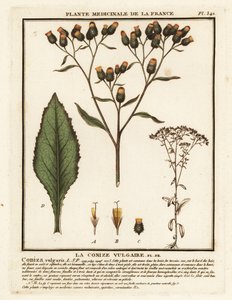 Alant, Inula conyza