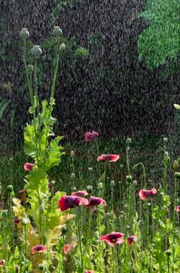 Mohnblumen (Papaver somniferum) und Samenkapseln im Sommerregen, Gower, Südwales