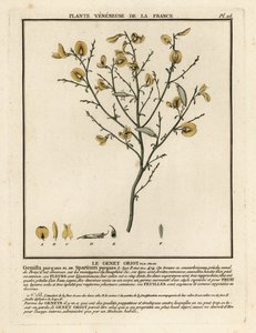 Purgier-Ginster, Cytisus purgans