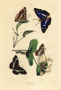 Großer Schillerfalter und Kleiner Eisvogel von Unbekannt
