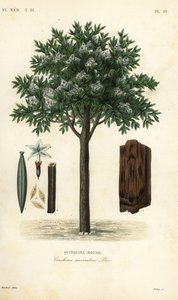 Chinarindenbaum von Unbekannt