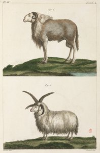 Widder von Unbekannt