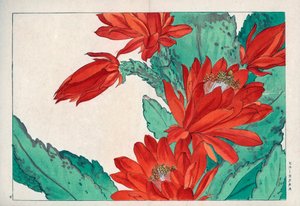 Seltene Blume, karmesinrote Farbe, von Cactus speciosus. Karmesinrote Kaktusblume, Cactus speciosus. Handkolorierter Holzschnitt aus Konan Tanigamis „Seiyou Sokazufu“ (Bildalbum westlicher Pflanzen und Blumen: Frühling), Unsodo, Kyoto
