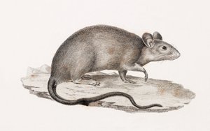 Ratte aus Alexandria