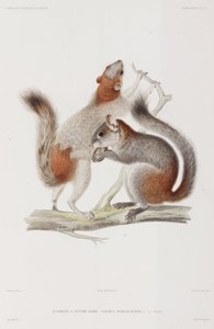 Rotbauch- oder Mexikanische Grauhörnchen
