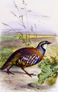 Rothuhn, ca. 1850 (Lithographie) von Unbekannter Künstler