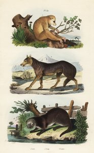 Roter Schlanklori, Loris tardigradus gefährdet 1, Wolf, Canis lupus 2 und Eurasischer Fischotter, Lutra lutra 3 von Unbekannt