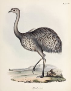 Nandu, Südamerika, ca. 1832-1836