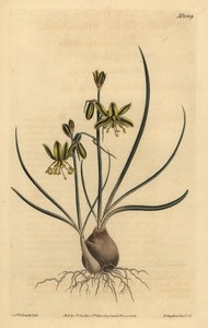 Riband-Albuca