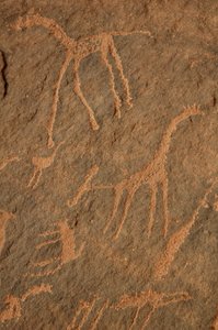 Felskunst, Vorgeschichte: Gravur von Giraffen, Straußen, anderen Tieren und Figuren im Uweinat-Massiv, Sudan (Karkur-Talh oder Karkur Talh). Zeitraum von 8000 bis 3000 v. Chr. Fotografie von Unbekannt