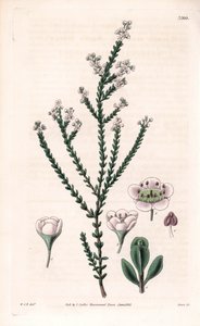 Fels-Thryptomene, Thryptomene saxicola (Südwest-Australischer Steingartenstrauch). Handkolorierte Kupferstichgravur von Swan nach einer Illustration von William Jackson Hooker aus Samuel Curtis