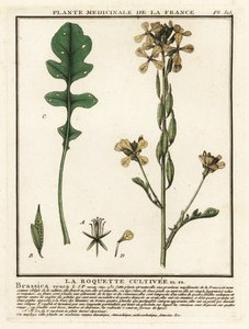 Rauke, Eruca vesicaria