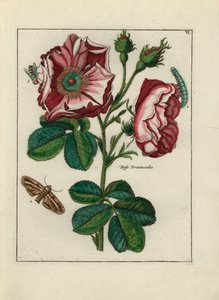 Rose, Varietät Rosa provincialis, mit Insekten - Lithographie zugeschrieben Paul Theodor van Brussel (1754-1795), Autor des Deckstraußes, oder A.Bres., beeinflusst von Nicolas Robert (1614-1685), veröffentlicht in „Nederlandsch Bloemwerk“ (Niederländisch