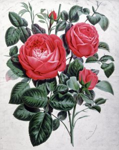 Rosen, ca. 1850 (Gravur)
