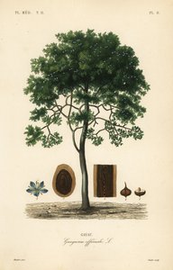 Guajakholz von Unbekannt
