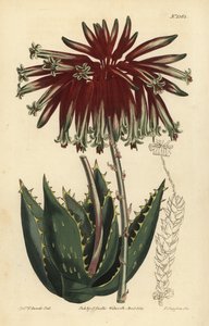 Aloe perfoliata