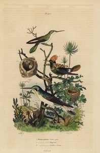 Rotschwanzkolibri, Amazilia tzacatl, Büschelkolibri, Lophornis ornatus, und Schwarzohrenkolibri, Heliothryx auritus von Unbekannt