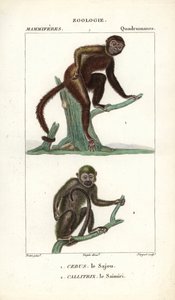 Sajou oder Kapuzineraffe und Totenkopfaffe