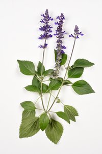 Salvia longispicata (s) farinacea/Big Blue/Hybrid-Salbei