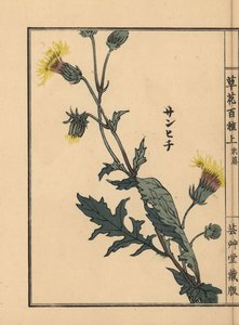 Sanhichisou oder Japanische Purpurpassion, Gynura japonica. Handkolorierter Holzschnitt von Kono Bairei aus Kusa Bana Hyakushu (Hundert Blumenarten), Tokio, Yamada