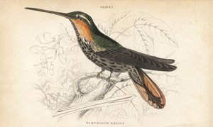 Sägeschnabel-Einsiedler, Ramphodon naevius (Gefleckter Sägeschnabel-Kolibri). Handkolorierter Stahlstich von William Lizars aus Sir William Jardines Naturalist