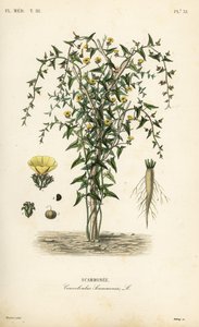 Skammonie, Convolvulus scammonia, Scammonee