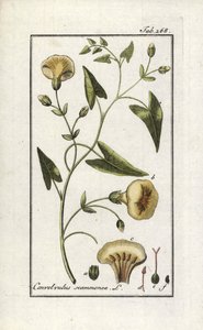 Skamonee (Convolvulus scammonia). Lithographie aus „Afbeelding der Artseny-Gewassen“ von Johannes Zorn (1739-1799), Niederlande von Unbekannter Künstler