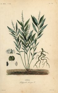 Senega-Schlangenwurzel, Polygala senega von Unbekannt
