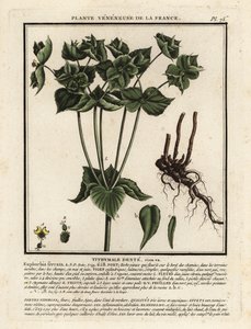 Gezähnte Wolfsmilch, Euphorbia serrata