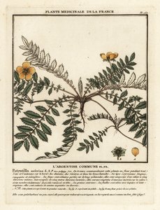 Gänsefingerkraut, Potentilla anserina von Unbekannter Künstler