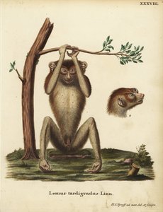Langsamer Lemur oder roter schlanker Lori, Loris tardigradus. Bedroht. Lemur tardigradus Linn. Handkolorierte Kupferstichzeichnung und Gravur nach der Natur von Hermann Jakob Tyroff aus Johann Christian Daniel Schrebers Tierillustrationen nach der Natur von Unbekannter Künstler