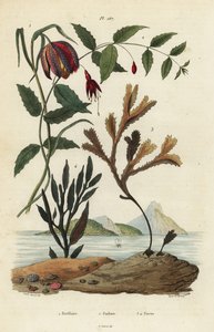 Schachbrettblume, Fritillaria meleagris 1, Kolibrifuchsie, Fuchsia magellanica 2, gezähneter Blasentang, Fucus serratus 3 und Fucus siliqueux 4