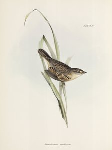 Spatz oder Fink, ca. 1832-1836
