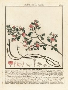 Dornige Hauhechel, La bugrane des champs, Ononis spinosa