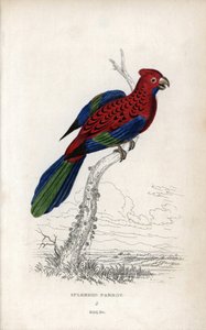 Prachtpapagei (Psittacus gloriosus). Platycerus elegans. Lithographie von Joseph Kidd, basierend auf einer Zeichnung von John Audubon, in Miscellany of Natural History: Parrots, Sir Thomas DiK Lauder und Captain Thomas Brown, veröffentlicht in Edinburgh, S von Unbekannter Künstler