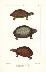 Gefleckte Schildkröte, Rhinoclemmys punctularia 1, indische Klappbrustschildkröte, Lyssemys punctata 2, und nordafrikanische Helmschildkröte, Pelomedusa subrufa olivacea. Handkolorierter Kupferstich von David nach einer Illustration von Jean-Gabriel Pretre