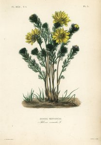 Frühlings-Adonisröschen, Adonis vernalis