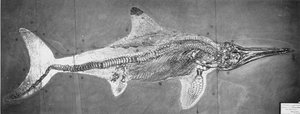 Stenopterygius megacephalus (Der Oxford Ichthyosaurier) gefunden bei Stuttgart, Deutschland, Oberer Lias-Zeitraum