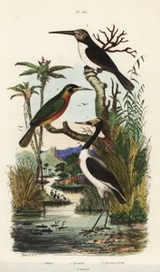 Storch, Jabiru mycteria, Rostschwanz-Jakamar, Galbula ruficauda und Dreizehen-Jakamar, Jacamaralcyon tridactyla von Unbekannt