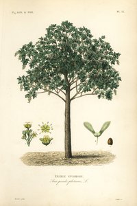 Bergahorn von Unbekannt