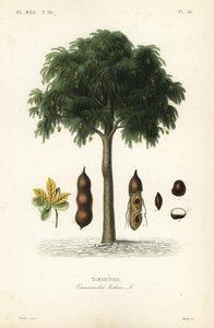 Tamarindenbaum, Tamarindus indica von Unbekannt