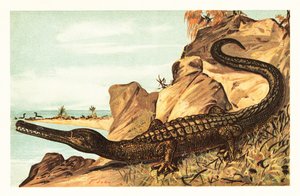 Teleosaurus cadomensis, ausgestorbene Art von Meereskrokodilen. 1908 (Lithografie) von Unbekannter Künstler
