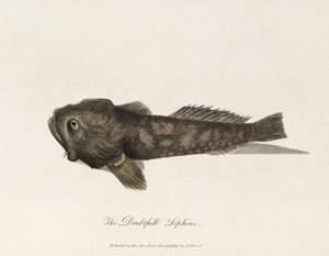 Der Zweifelnde Lophius von Unbekannter Künstler