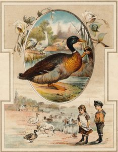 Die Ente (Illustration aus „Mon premier Grand Alphabet“)