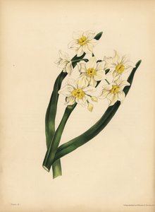 Die Schneeflocken-Narzisse, Egoismus und Selbstliebe von Unbekannt