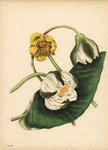 Die weiße Seerose, Nymphaea odorata, und gelbe Teichrose, Nuphar lutea, Stille