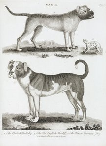 Drei Arten von Hunden von Unbekannt